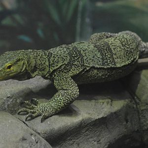Gray's Monitor