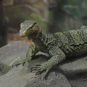 Gray's Monitor