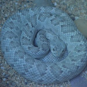 Santa Catalina Island Rattlesnake