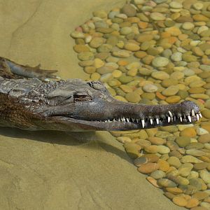 False Gharial