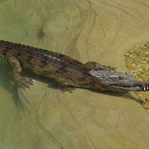 False Gharial