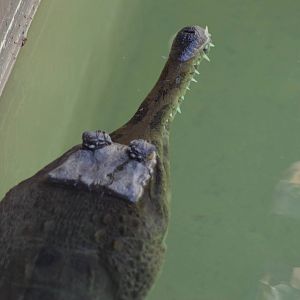 False Gharial