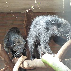 Binturongs
