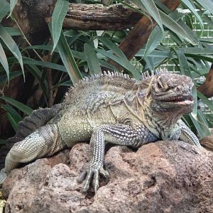 Philippine sailfin dragon