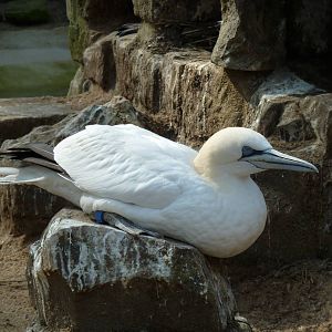 Nothern gannet