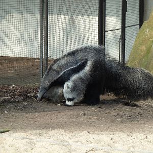 Anteater