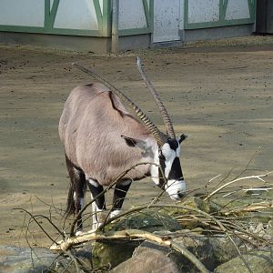 Gemsbok