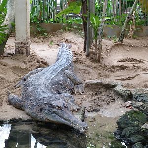 False Gharial