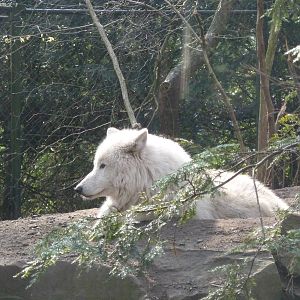White wolf