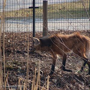 Chrysocyon brachyurus