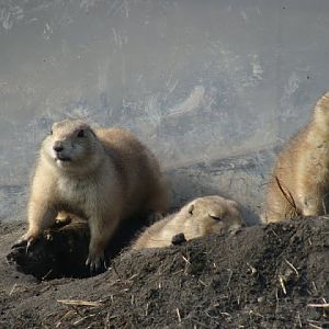 Cynomys ludovicianus