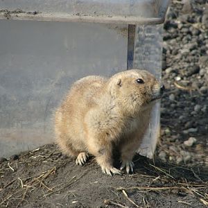 Cynomys ludovicianus