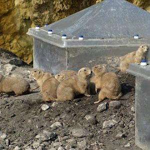 Cynomys ludovicianus