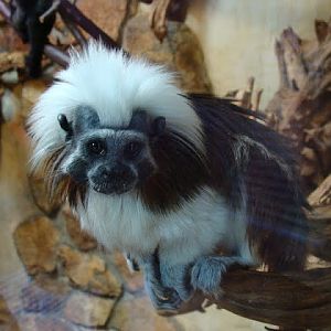 Saguinus oedipus