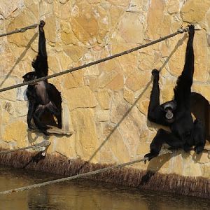 Hylobates syndactylus