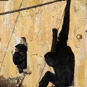 Hylobates syndactylus