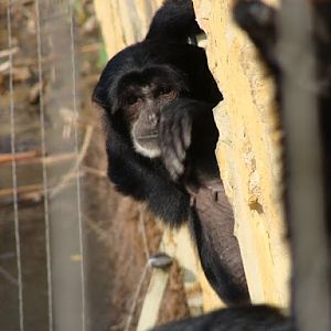 Hylobates syndactylus