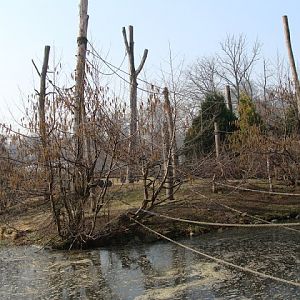Paddock of Hylobates syndactylus