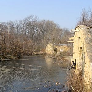 Paddock of Hylobates syndactylus