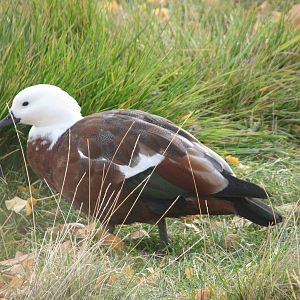 Paradise Shelduck