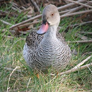 Cape Teal