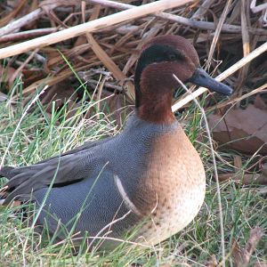 Green-wing Teal
