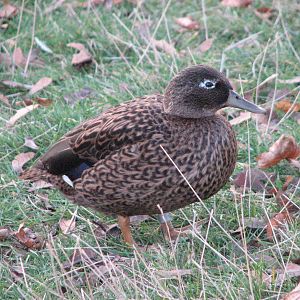 Laysan Teal