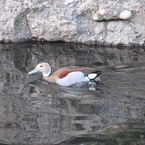 Ringed Teal