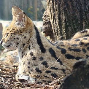 Leptailurus serval