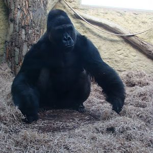 Gorilla gorilla gorilla