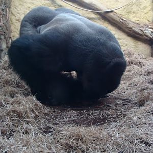 Gorilla gorilla gorilla