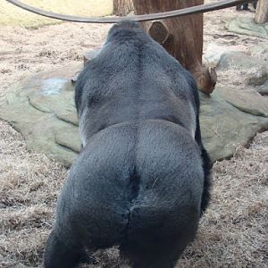 Gorilla gorilla gorilla