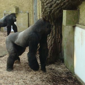 Gorilla gorilla gorilla