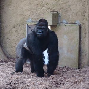 Gorilla gorilla gorilla