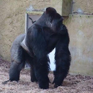 Gorilla gorilla gorilla