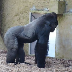 Gorilla gorilla gorilla