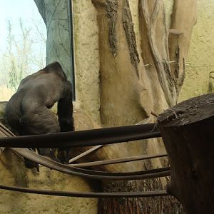 Gorilla gorilla gorilla