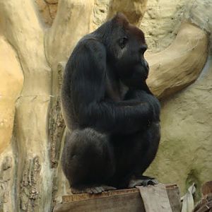 Gorilla gorilla gorilla