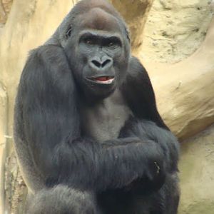 Gorilla gorilla gorilla