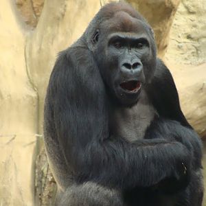 Gorilla gorilla gorilla