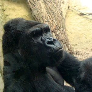 Gorilla gorilla gorilla