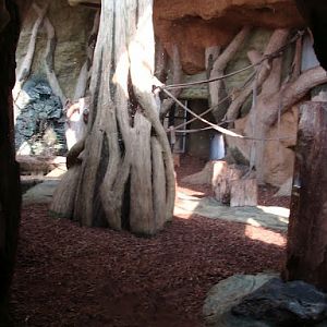 Pavilion of gorillas