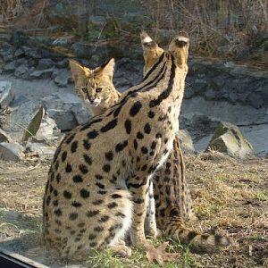 Leptailurus serval