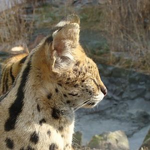 Leptailurus serval