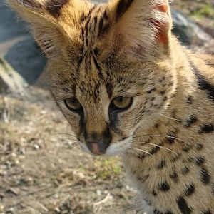 Leptailurus serval