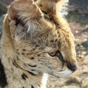 Leptailurus serval