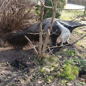 Myrmecophaga tridactyla