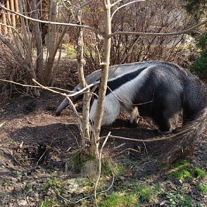 Myrmecophaga tridactyla