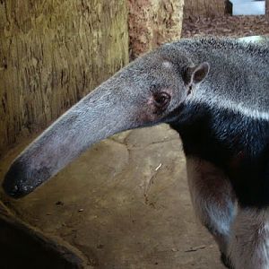 Myrmecophaga tridactyla