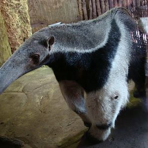 Myrmecophaga tridactyla